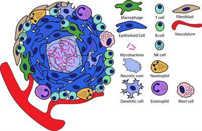 In the Thick of It: Formation of the Tuberculous Granuloma and Its Effects on Host and Therapeutic Responses